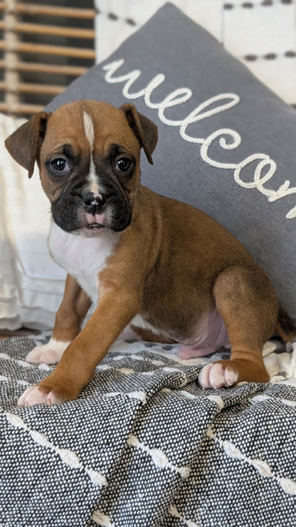 BOXER (OCT 12) MALES