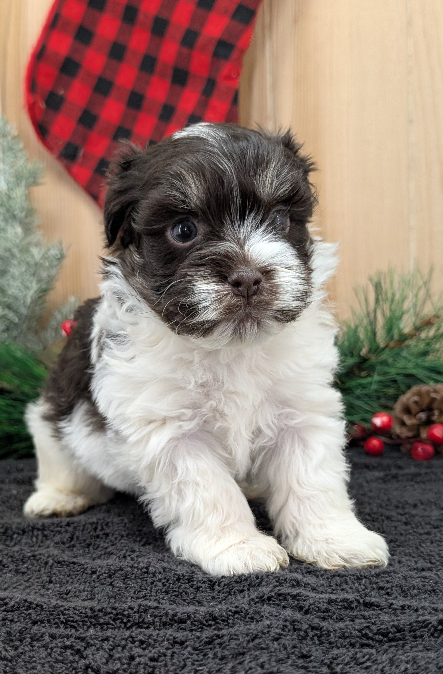 HAVANESE (OCT 25) MALES