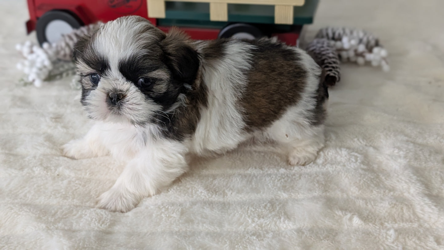 SHIH TZU (DEC 03) FEMALE