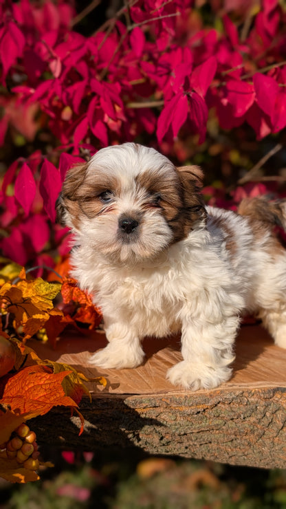 SHIH TZU (09/03) MALE