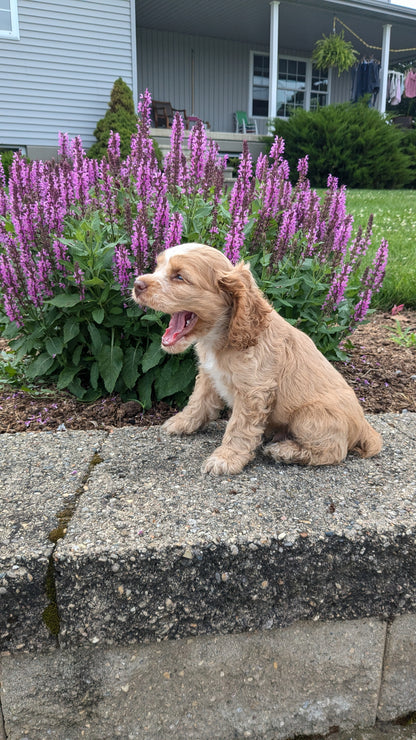 COCKER SPANIEL (06/16) MALE