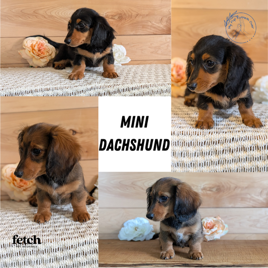 MINI DACHSHUNDS (JUL 05) 2 MALES/2 FEMALES