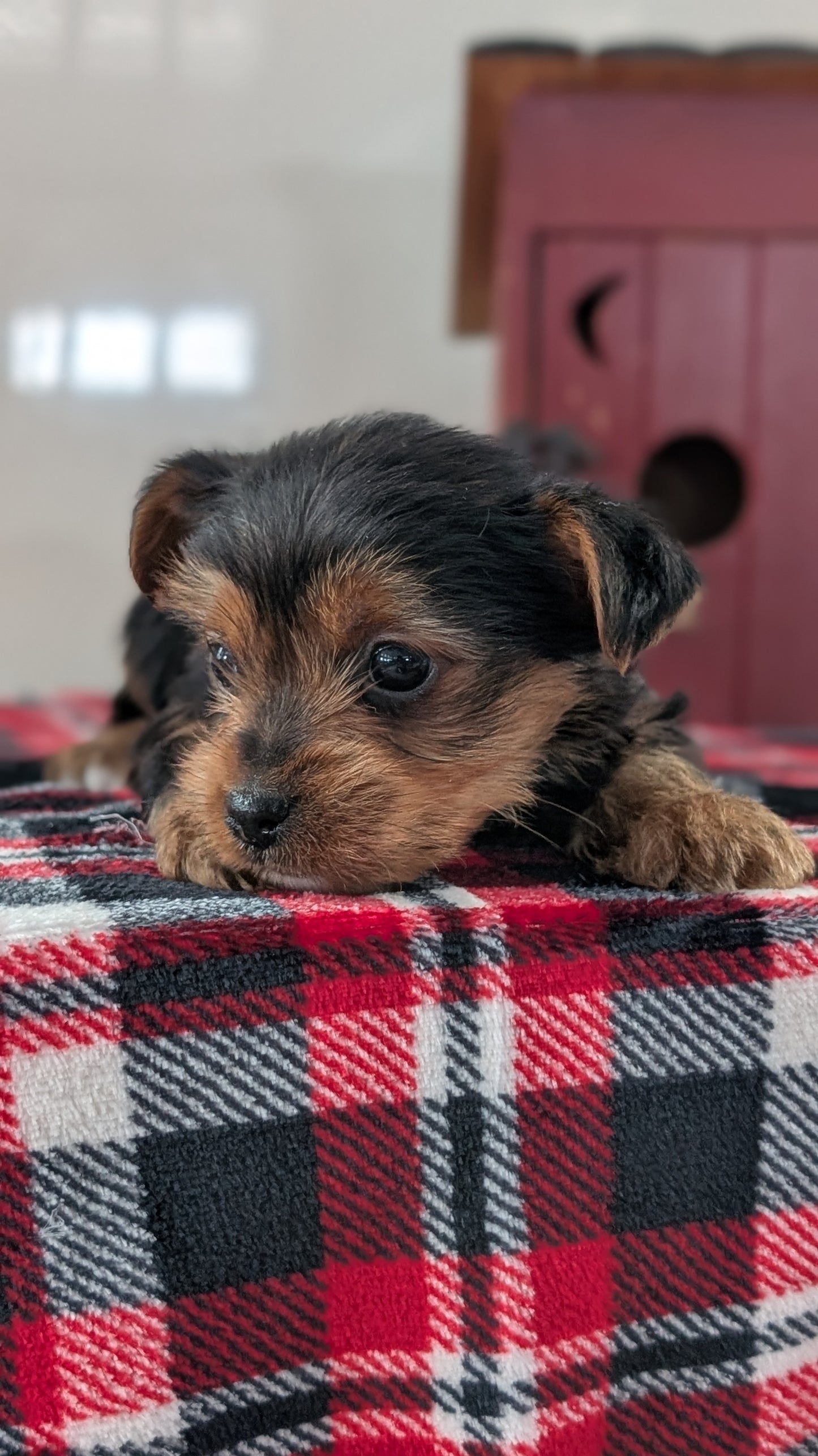 YORKSHIRE TERRIER (DEC 20) MALE