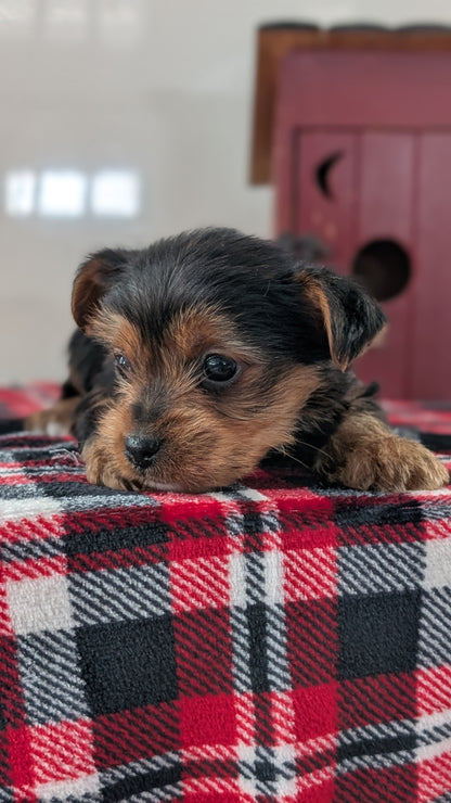 YORKSHIRE TERRIER (DEC 20) MALE