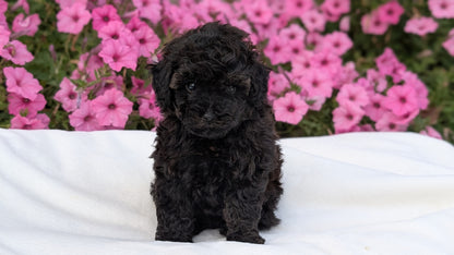 TOY POODLE (JUL 27) 1 MALE