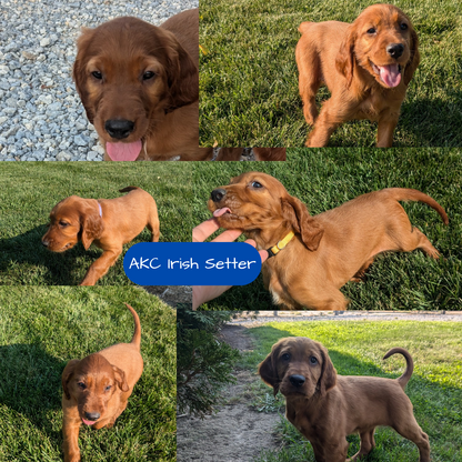 IRISH SETTER (07/20) FEMALE