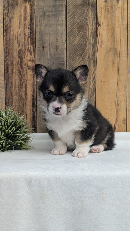 CORGI (JAN 09) MALES