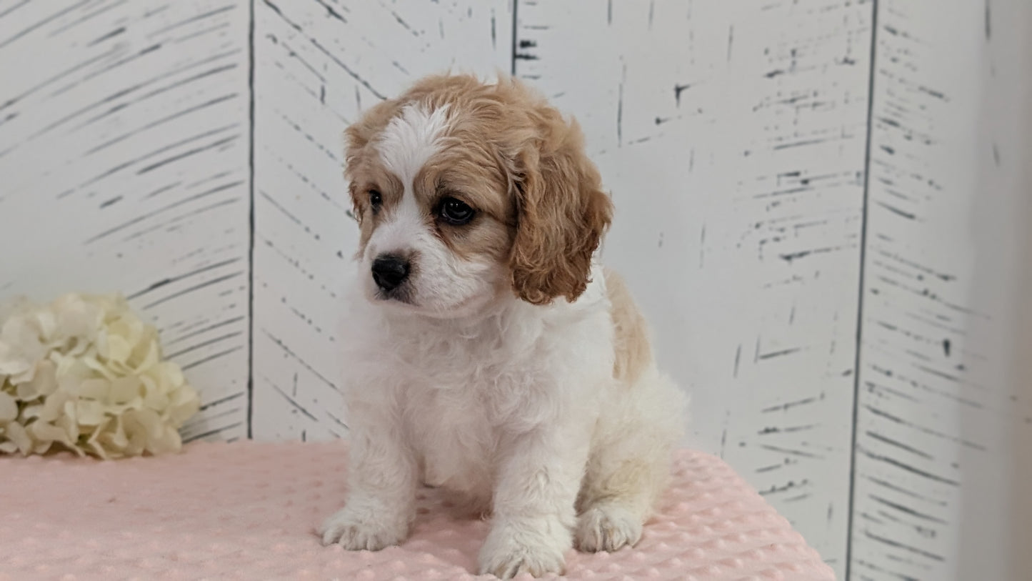 CAVAPOO (JUN 14) MALES