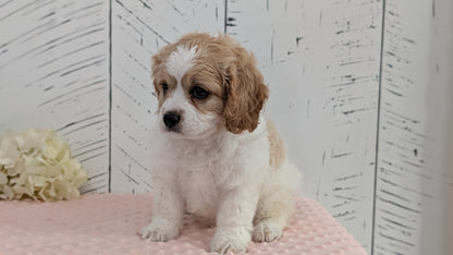 CAVAPOO (JUN 14) MALES