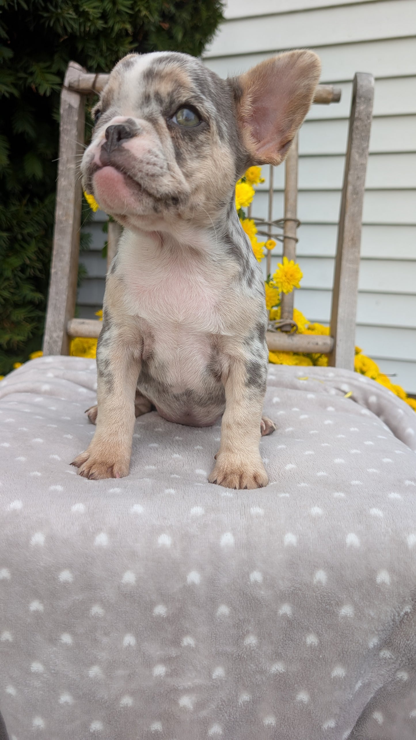 FRENCH BULLDOG (07/29) FEMALE