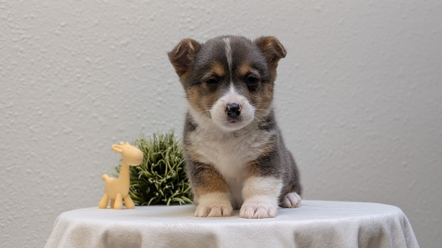 CORGI (JAN 09) MALES