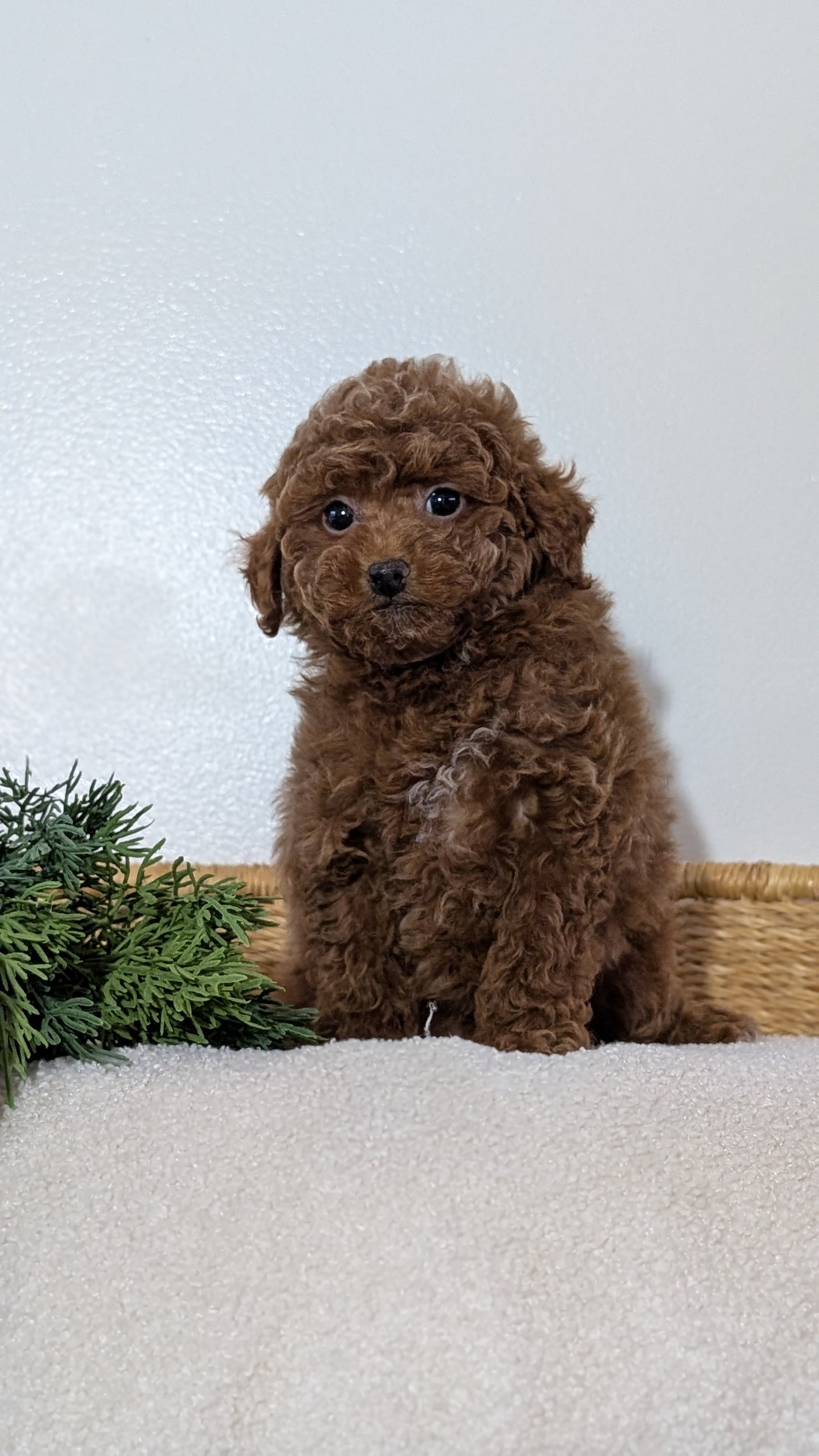 MINI POODLE (NOV 14) MALES