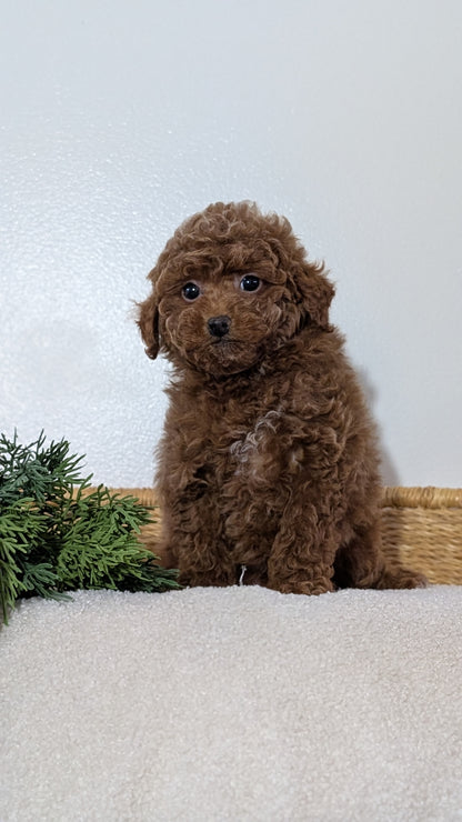 MINI POODLE (NOV 14) MALES