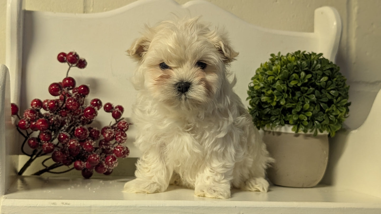 MALTESE (NOV 15) MALES