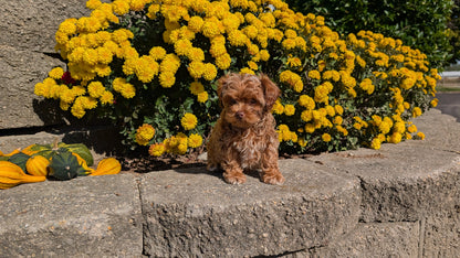 COCKAPOO (08/03) FEMALE