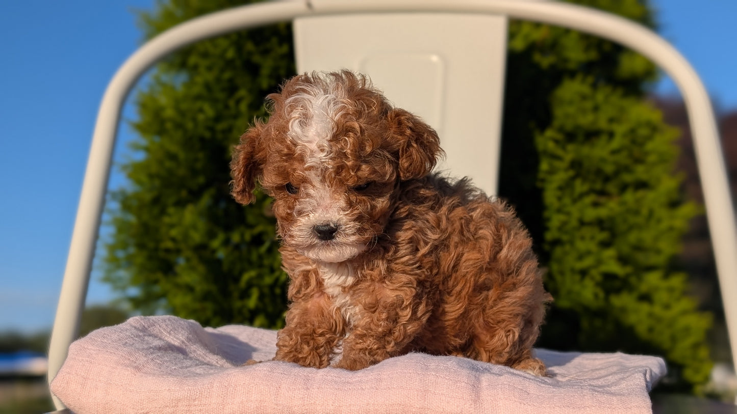 CAVAPOO (MAY 09) MALES