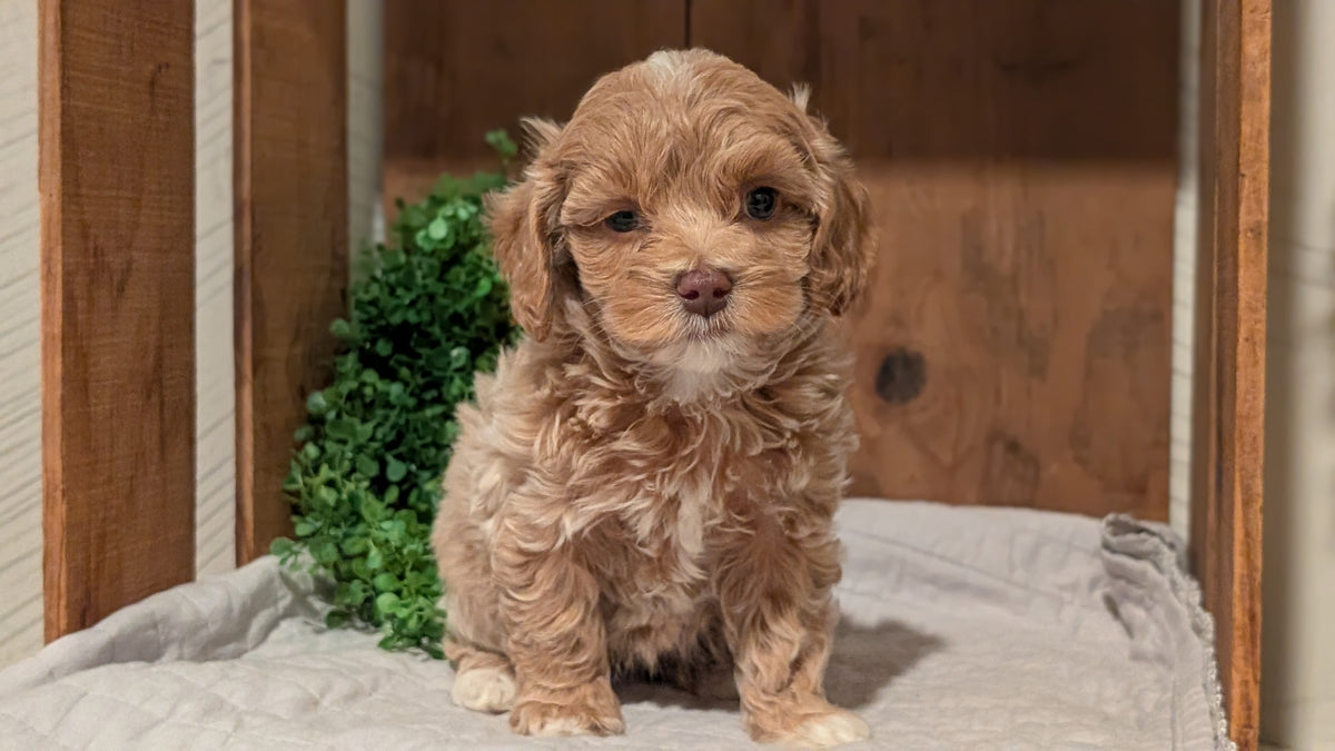 COCKAPOO (AUG 17) 3 FEMALES/1 MALE