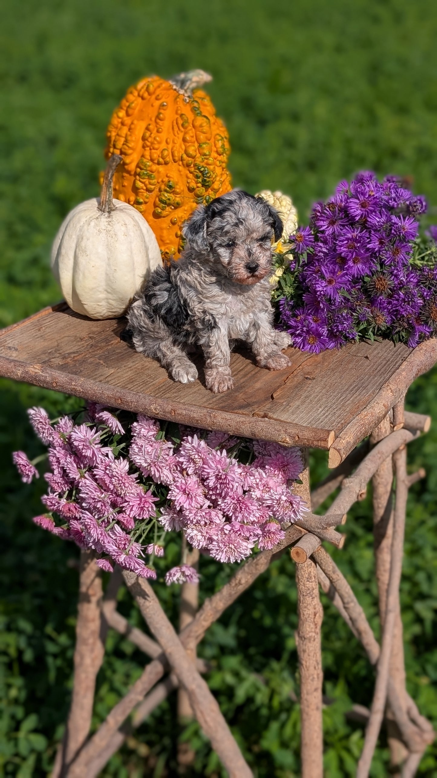 TOY POODLE (08/28) FEMALE