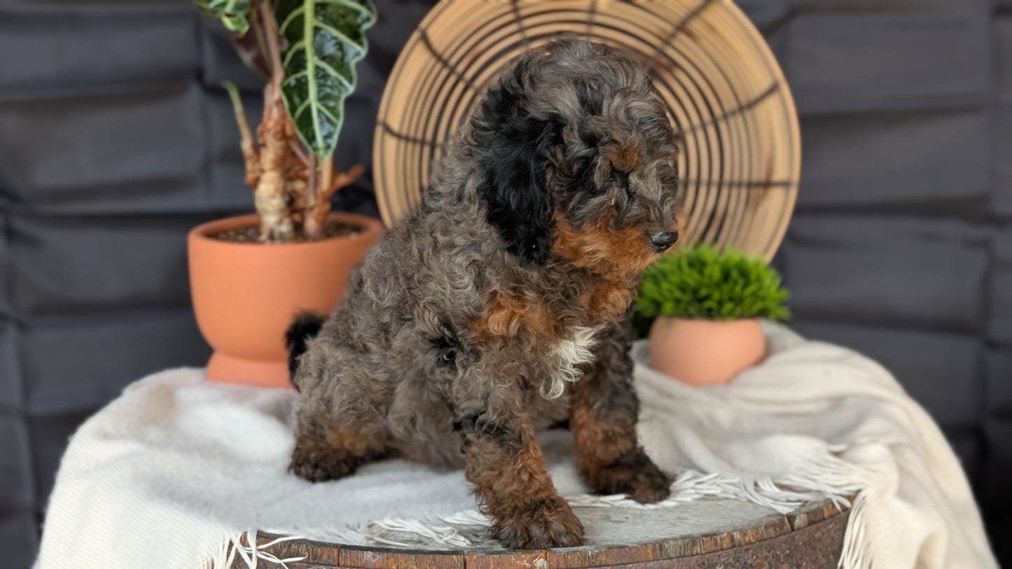 CAVAPOO (MAY 23) MALES