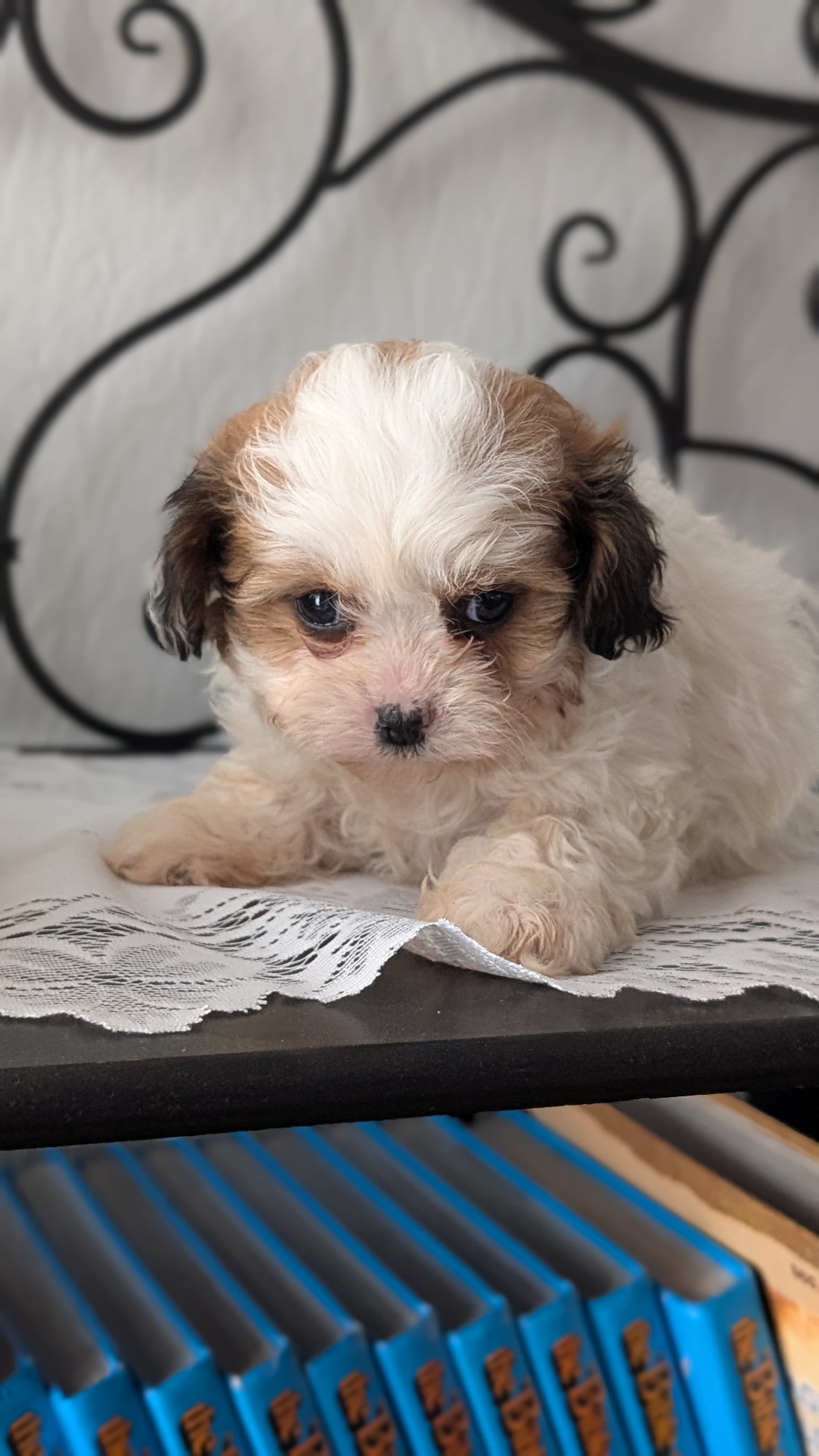 TEDDY BEAR (DEC 07) FEMALE