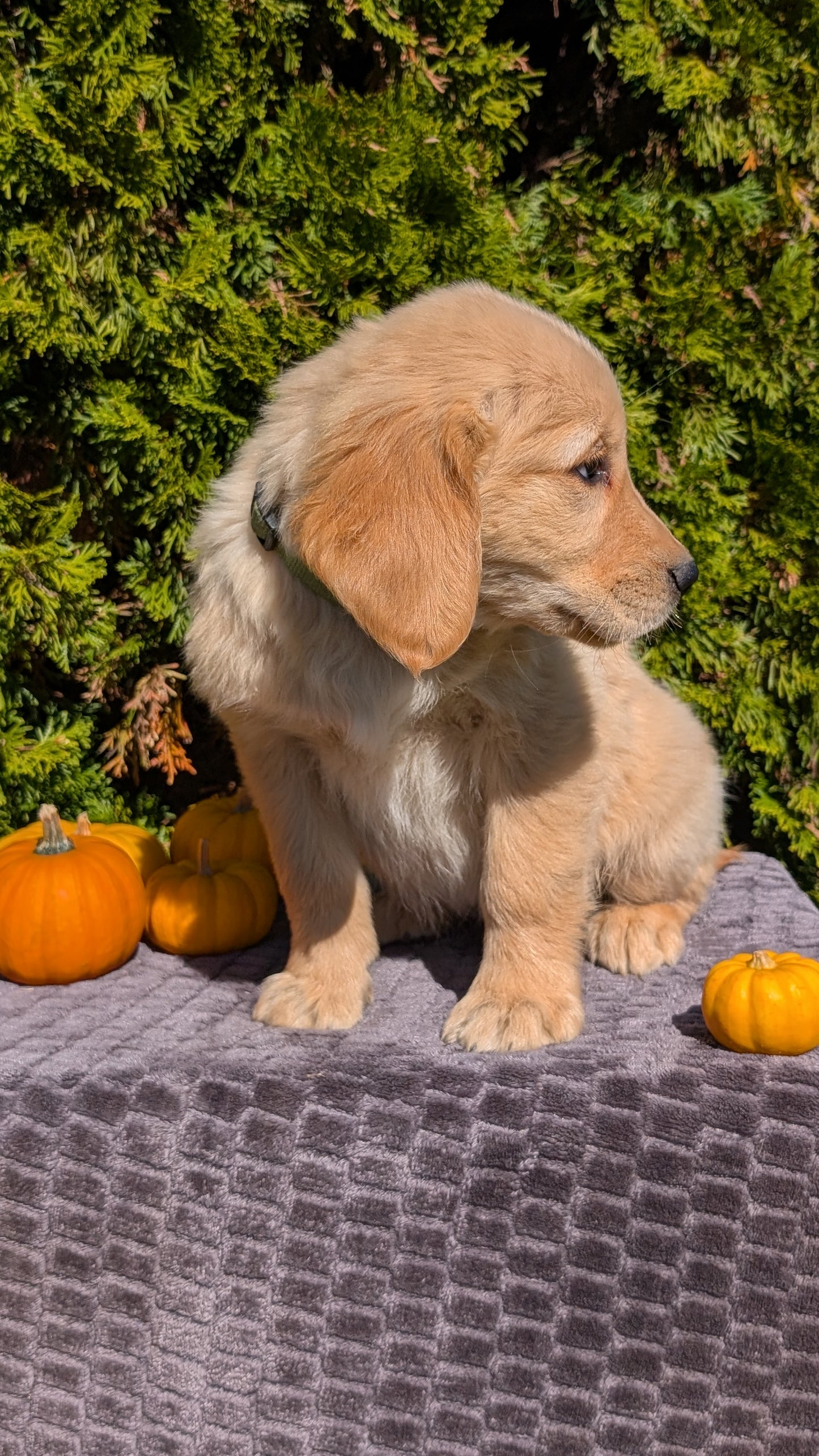 GOLDEN RETRIEVER (08/14) MALE
