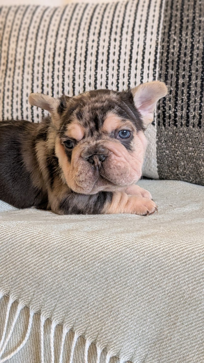 FRENCH BULLDOG (JAN 09) MALES