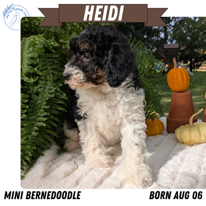MINI BERNEDOODLE (08/06) FEMALE