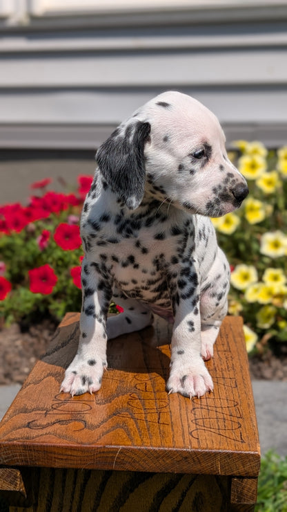 DALMATIAN (JUN 29) FEMALES