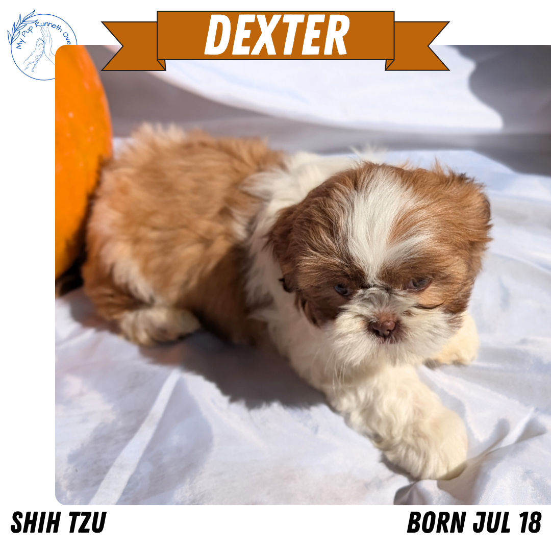 SHIH TZU (07/18) MALE