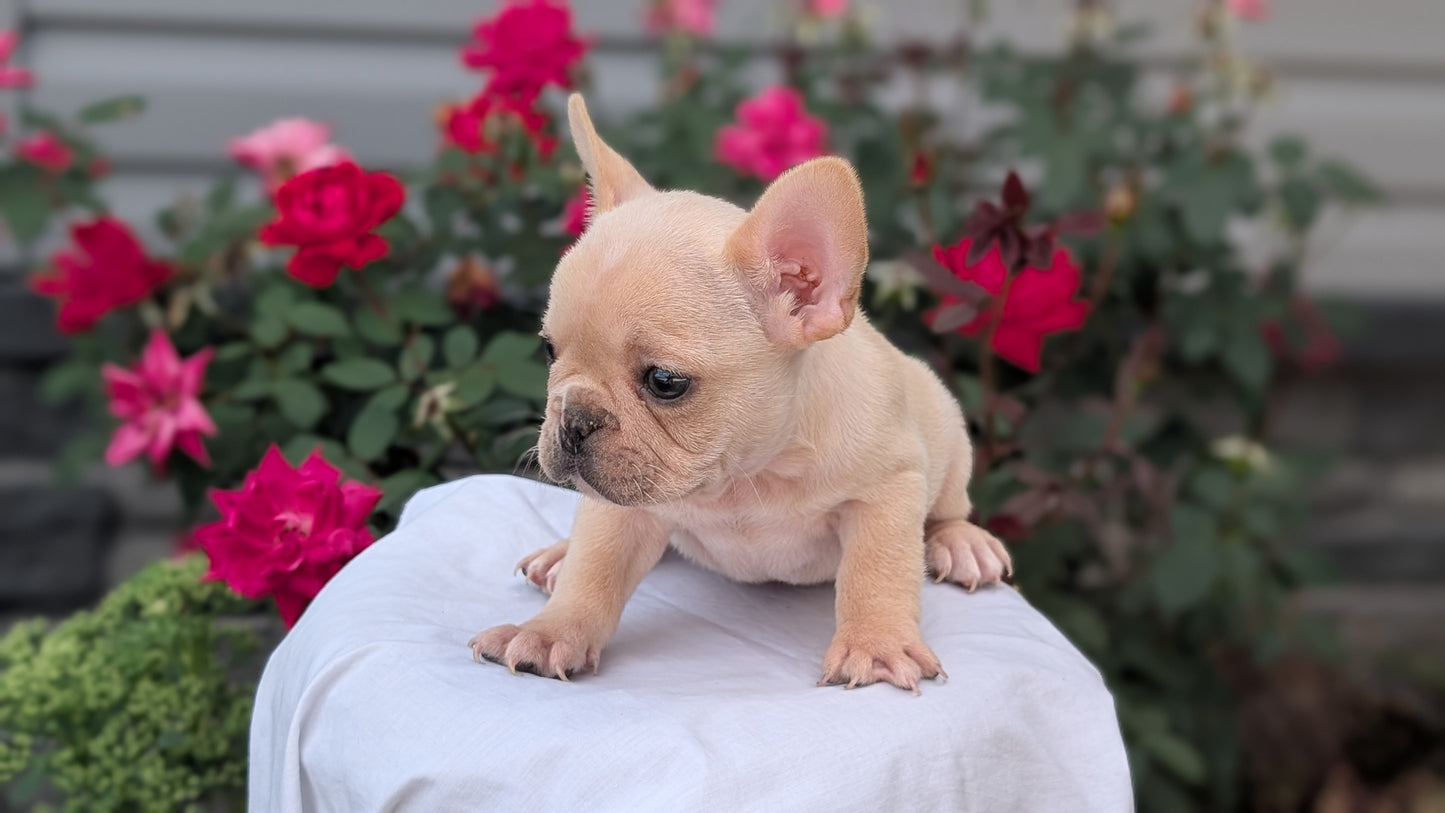 FRENCH BULLDOG (JUN 26) 2 MALES
