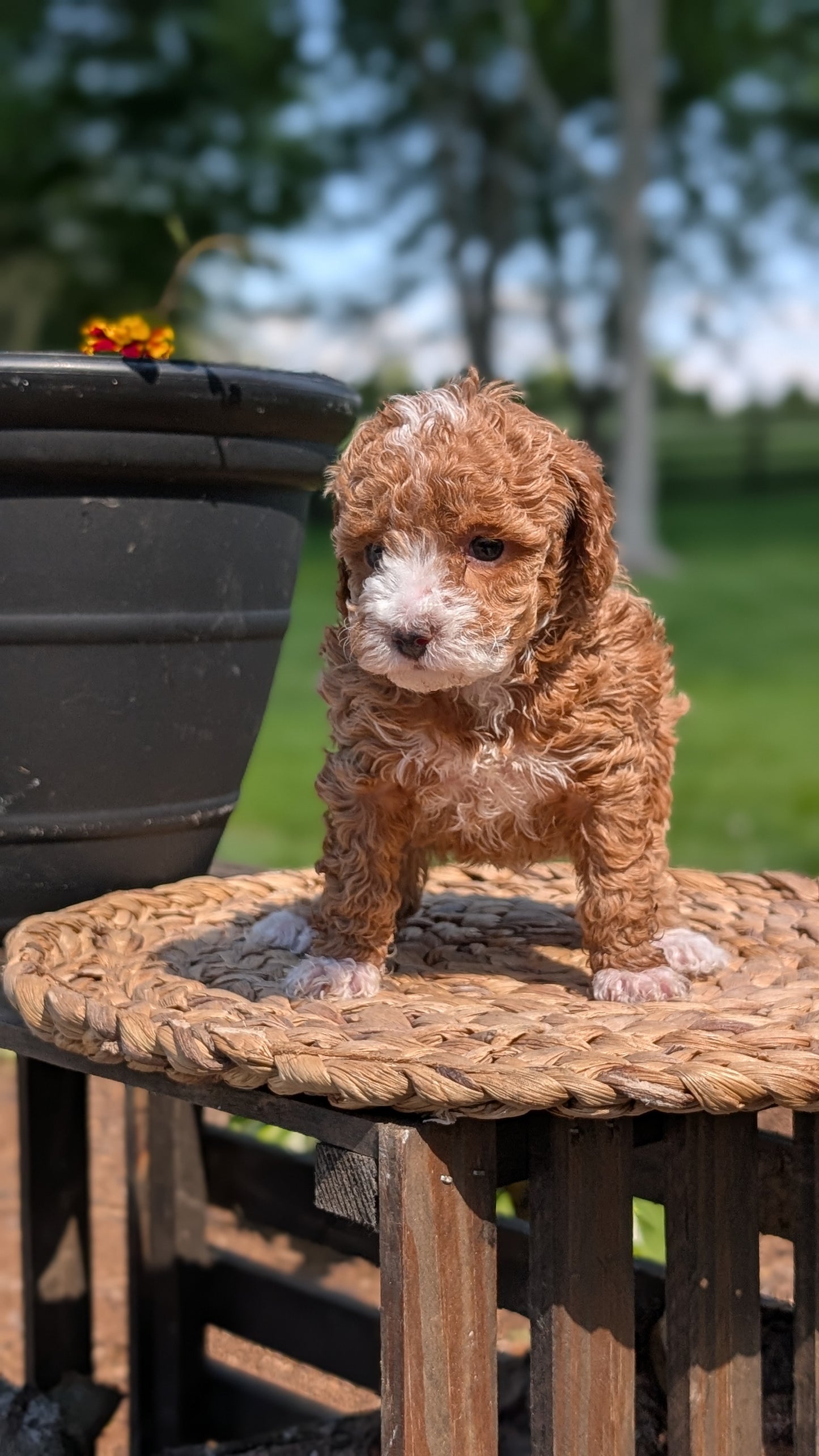 MINI POODLE (APR 03) FEMALES