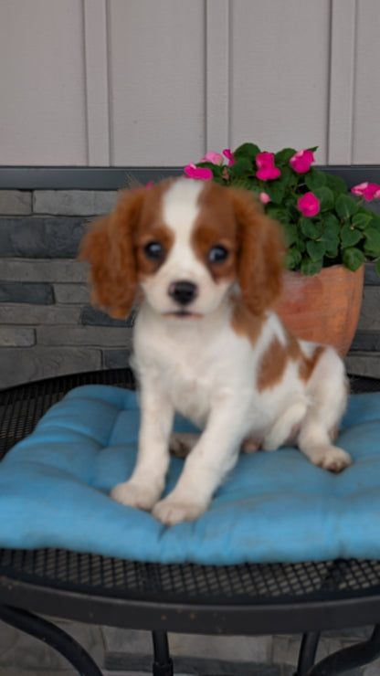 CAVALIER (05/06) MALE