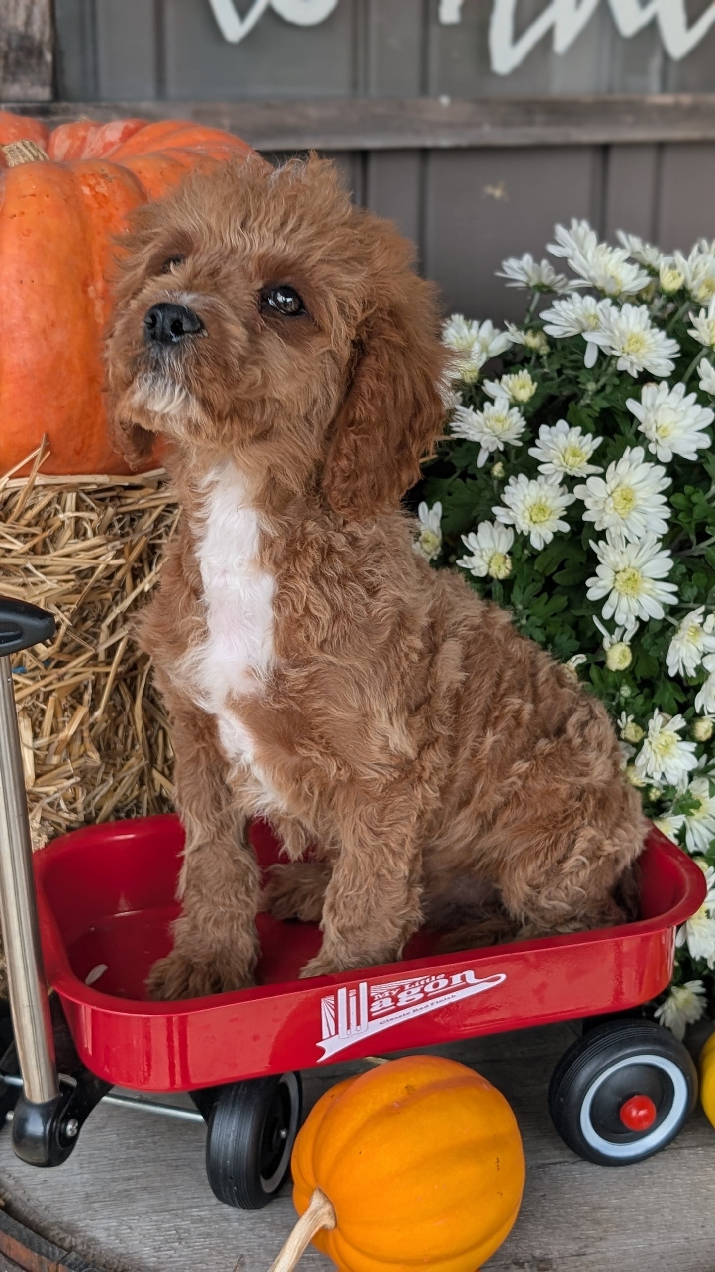 CAVAPOO (07/26) MALE