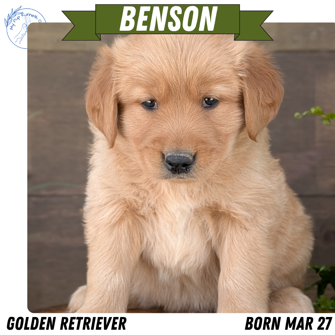 GOLDEN RETRIEVER (MAR 27) MALES