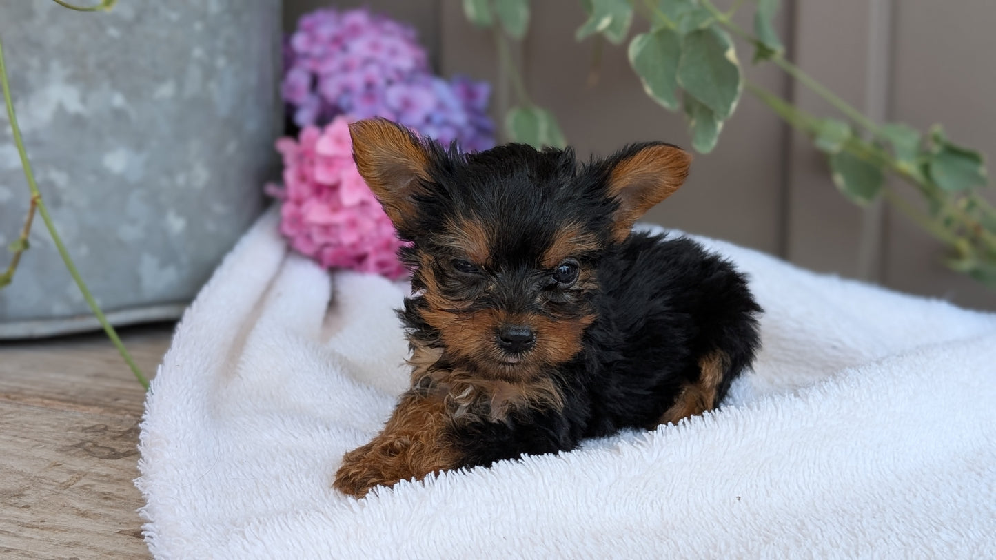 YORKSHIRE TERRIER (06/05) MALE