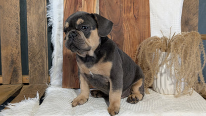 FRENCH BULLDOG (05/23) MALE