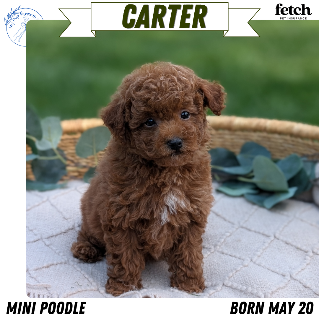 MINI POODLE (MAY 20) MALES