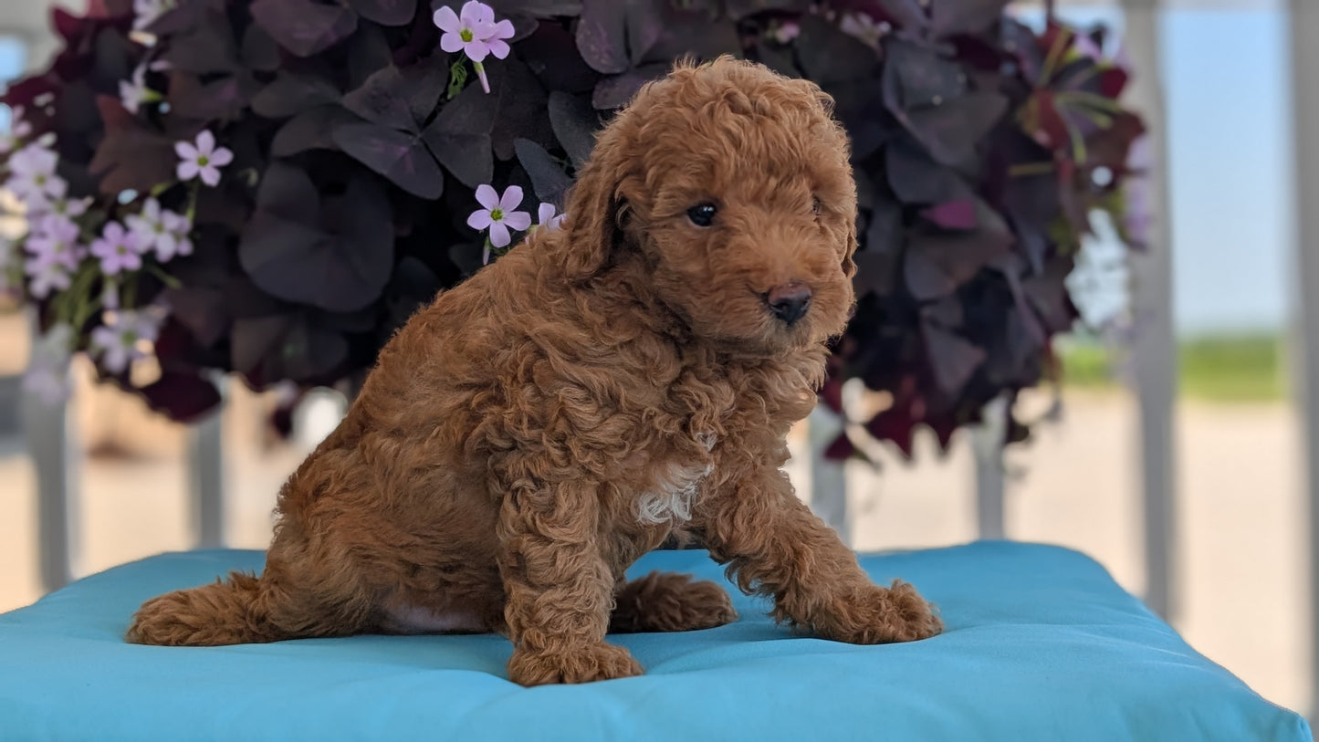 TOY POODLE (MAY 26) MALES