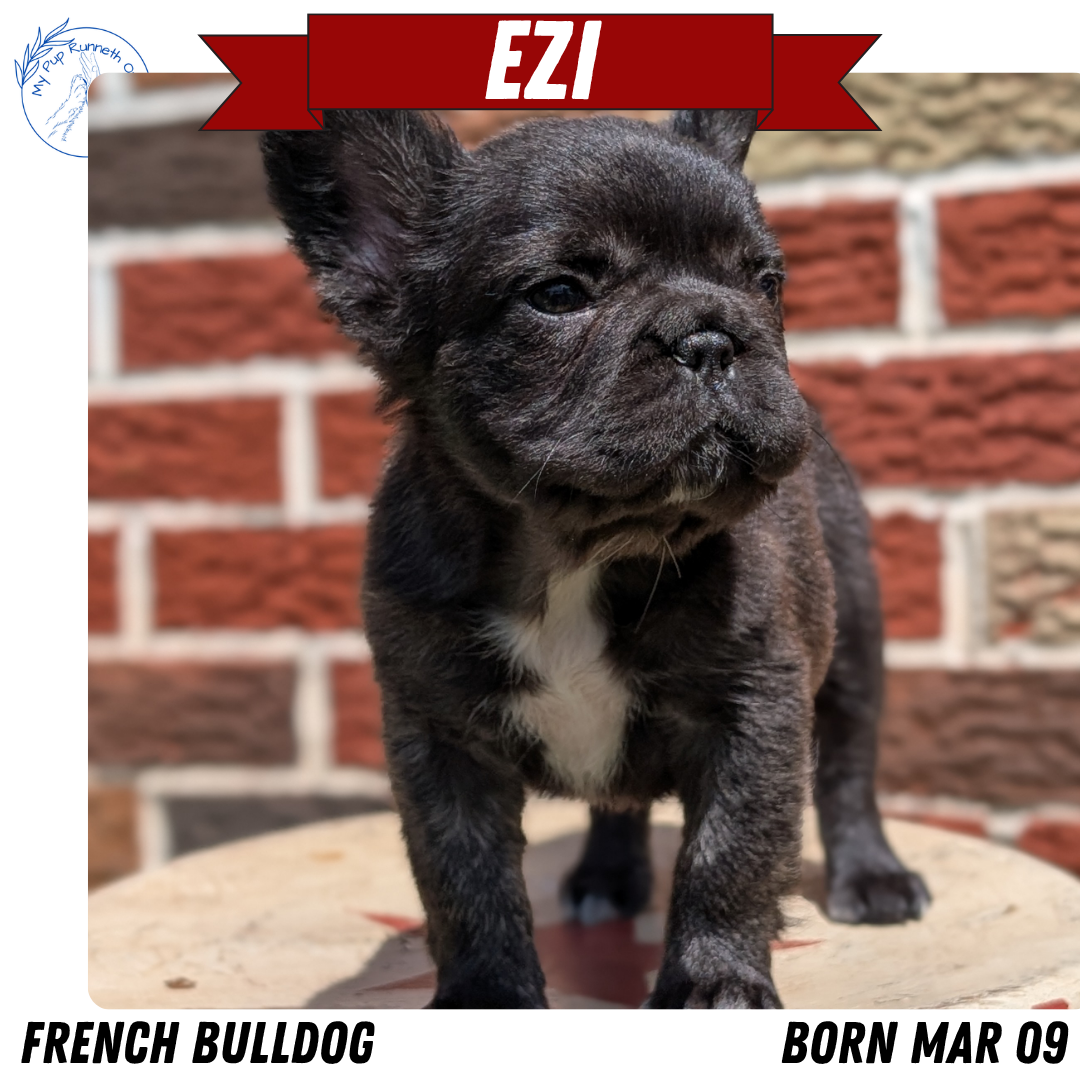 FRENCH BULLDOG (MAR 09) FEMALES