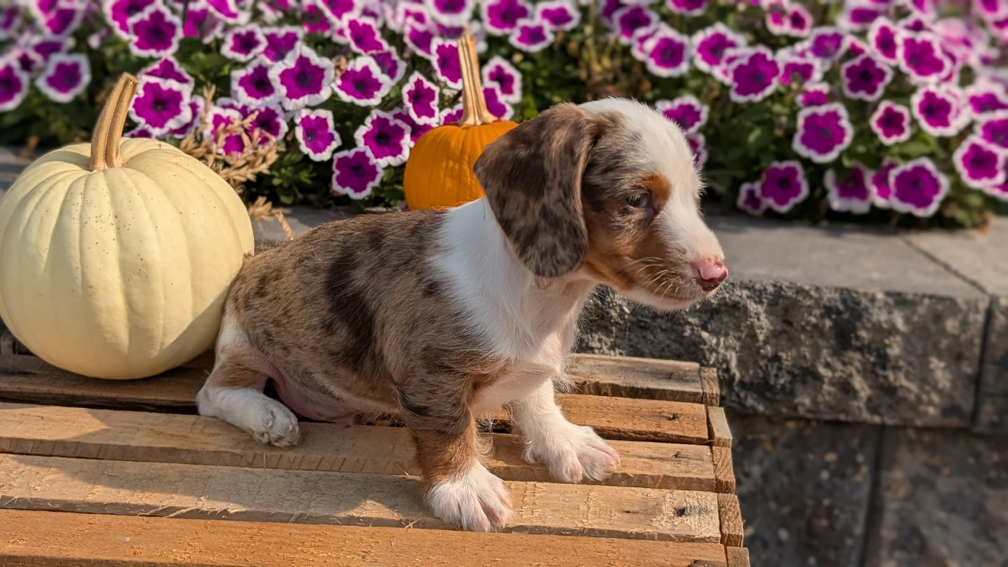 MINI DACHSHUND (08/19) MALE