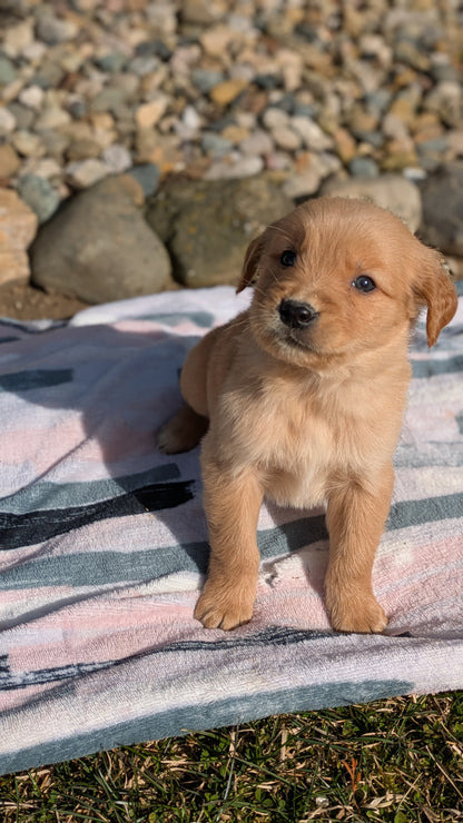 GOLDEN RETRIEVER (02/01) MALE