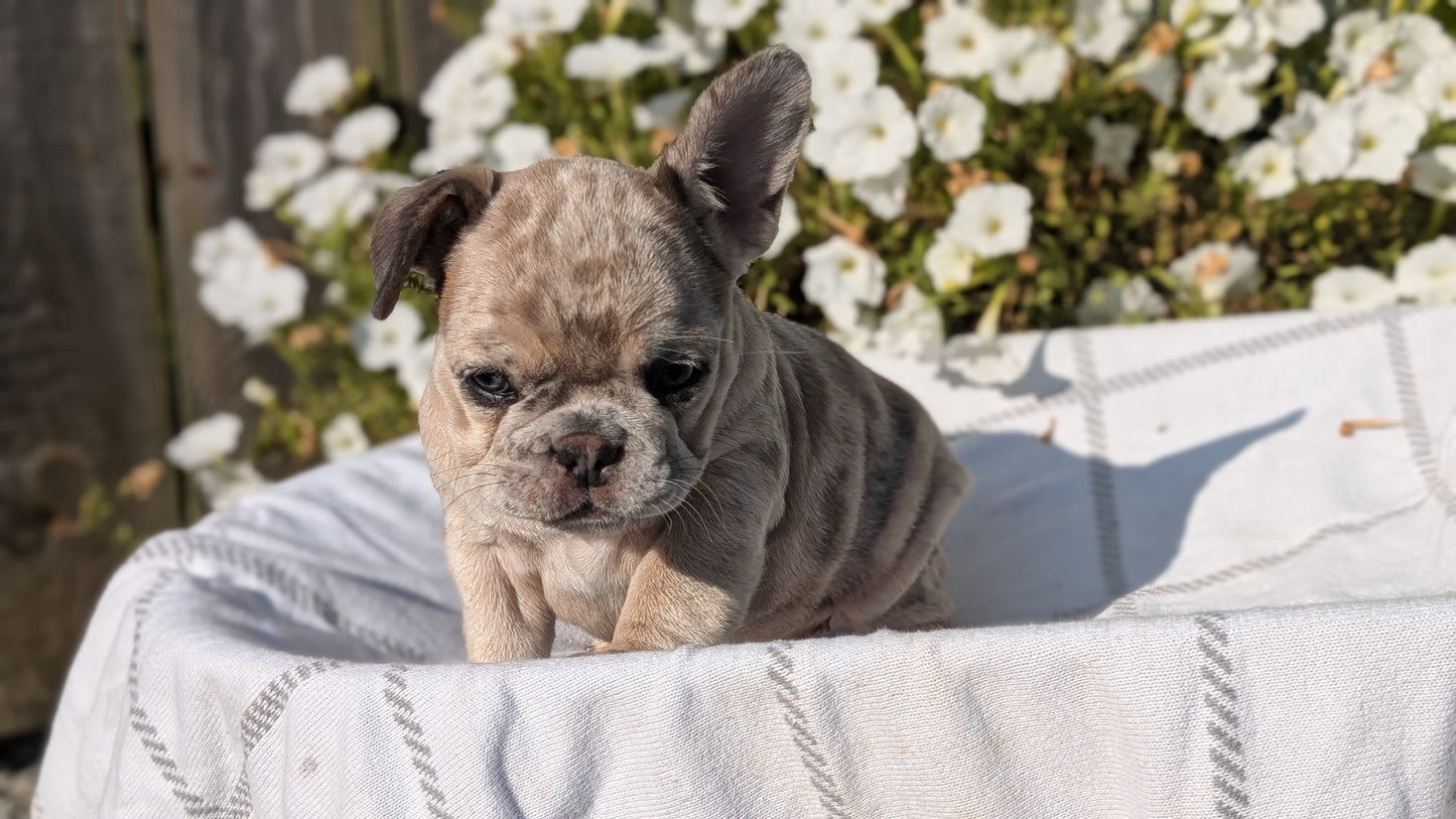 FRENCH BULLDOG (07/03) FEMALE