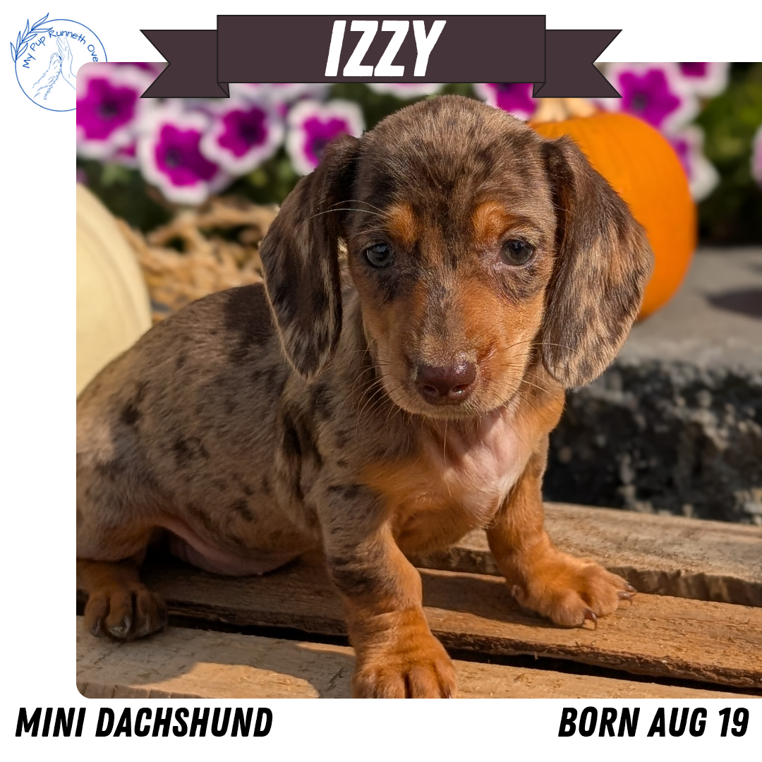 MINI DACHSHUND (08/19) FEMALE