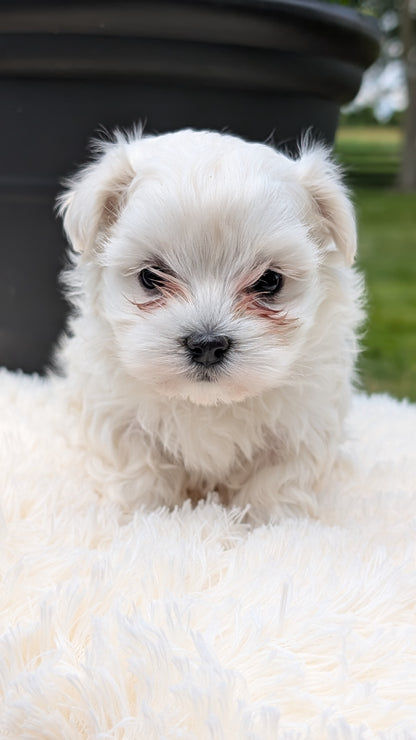 MALTESE (MAY 11) FEMALE