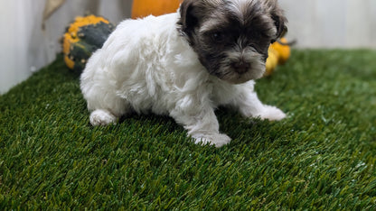 HAVANESE (08/23) FEMALE