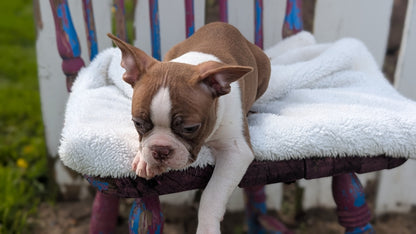 BOSTON TERRIER (FEB 09) MALES