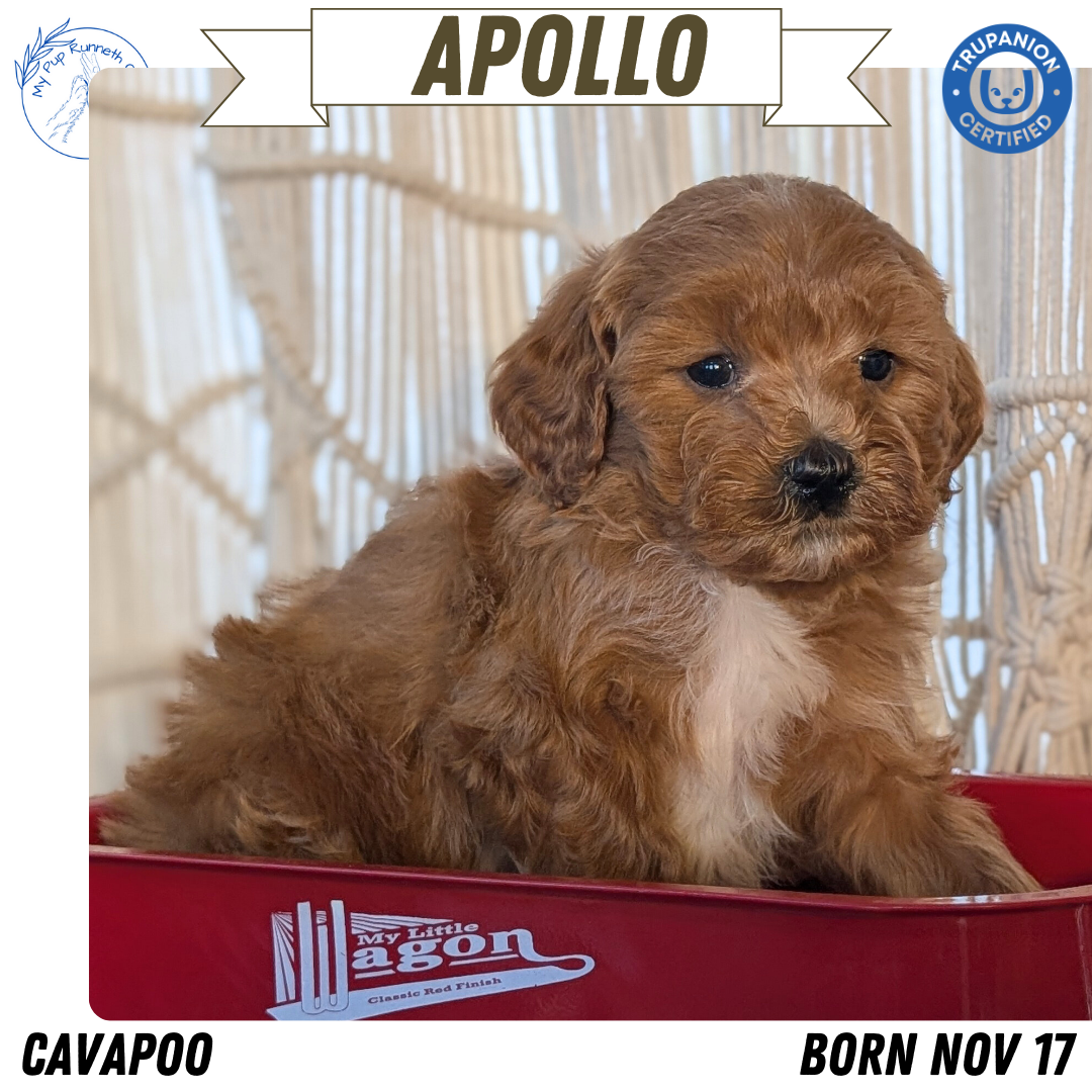 CAVAPOO (NOV 17) MALES