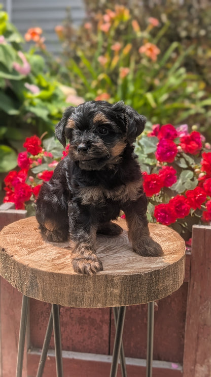YORKIPOO (MAY 26) MALES