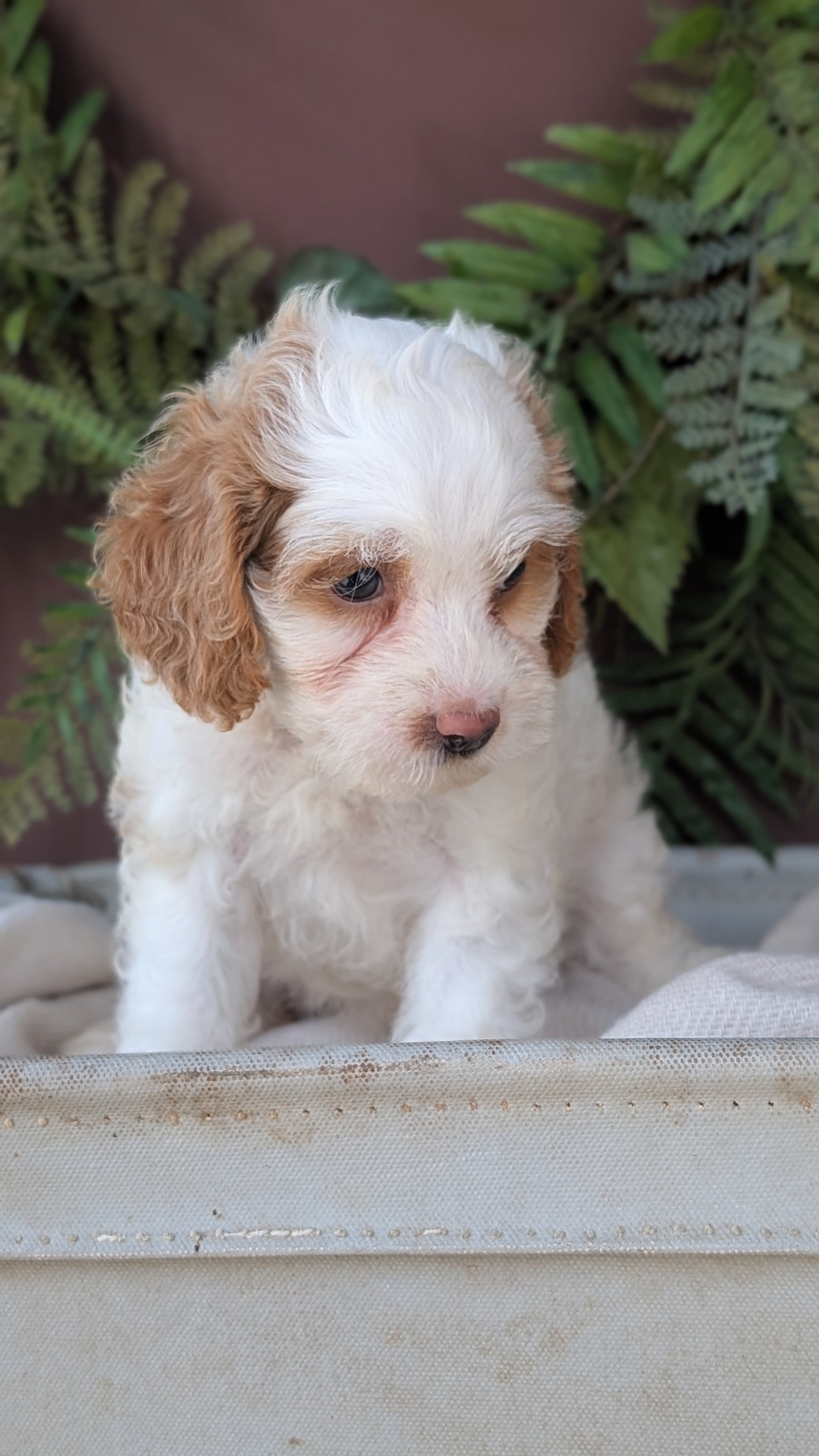COCKAPOO (MAY 22) FEMALES