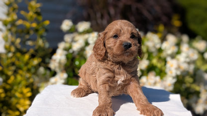 CAVAPOO (AUG 20) 2 MALES/1 FEMALE